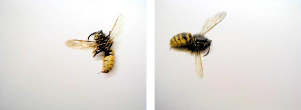 Lee Turner - Wasp - screenprints